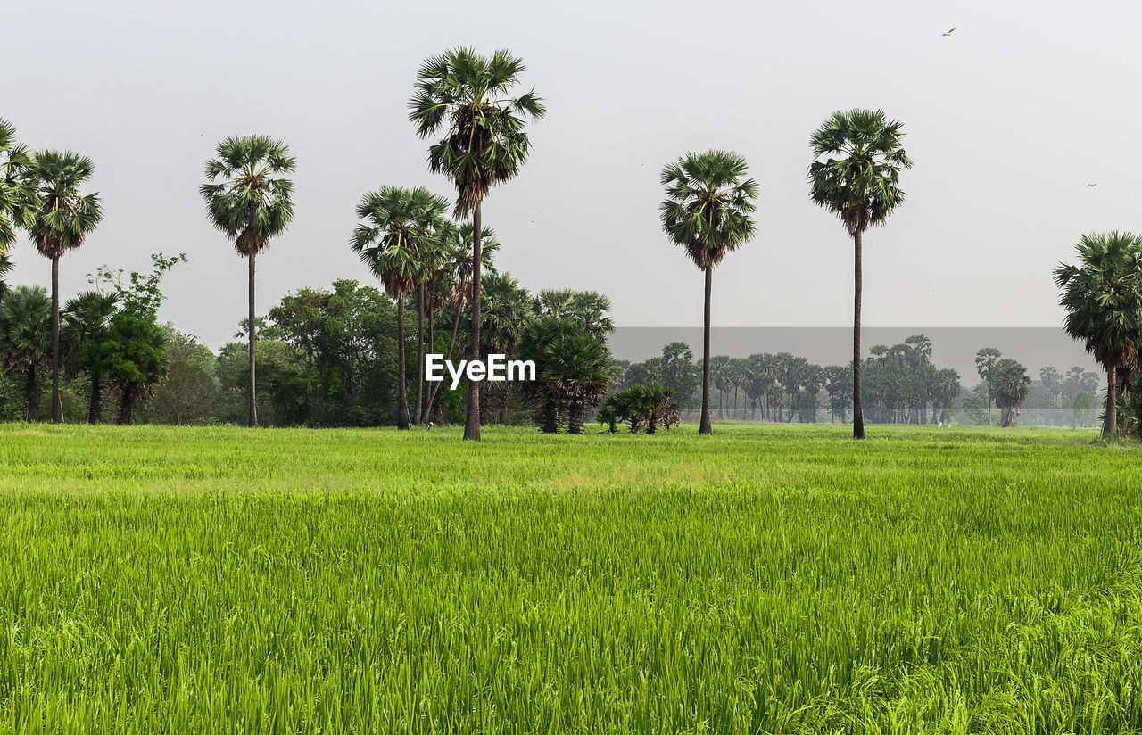 Scenic view of agricultural field against sky