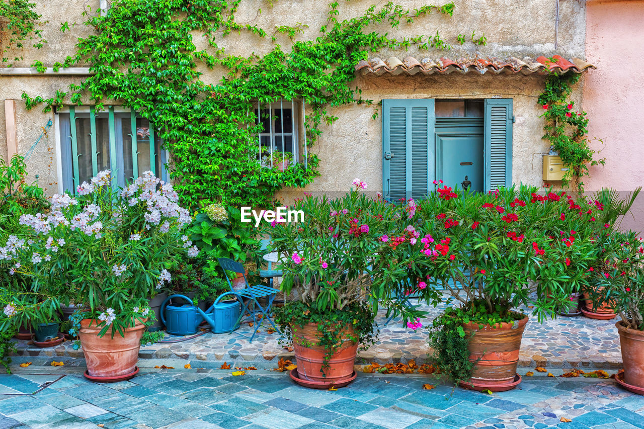 FLOWER PLANTS GROWING IN YARD AGAINST HOUSE