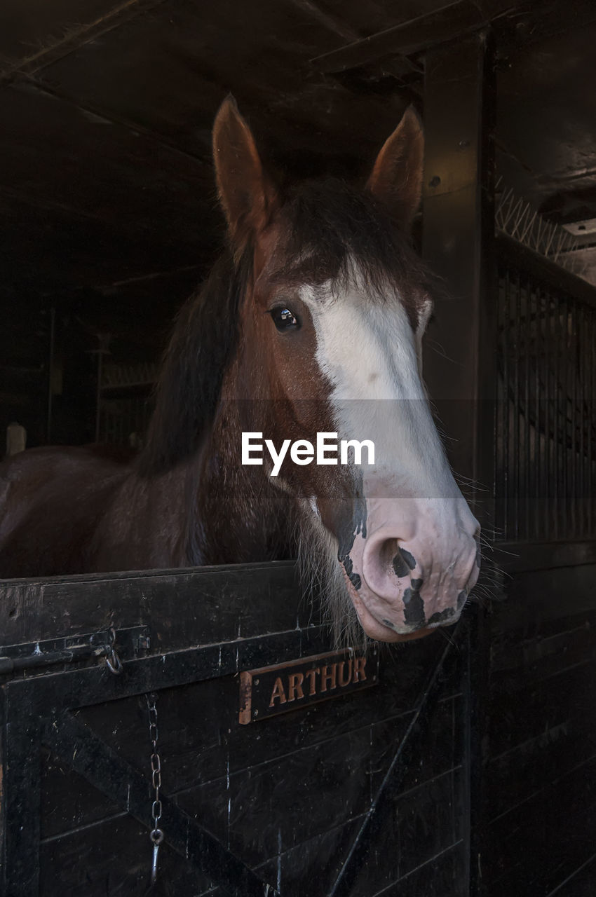 Horse standing in stable