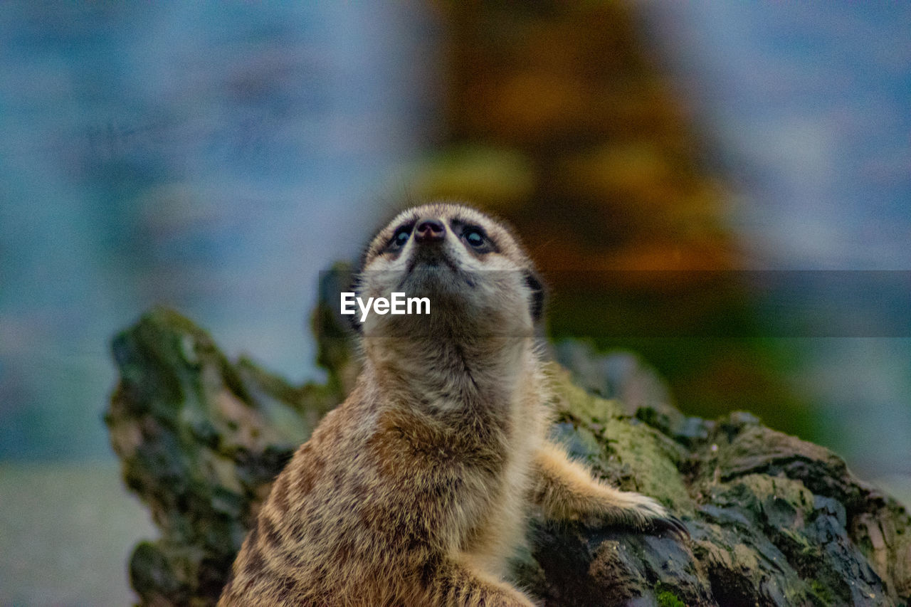 animal themes, animal, animal wildlife, wildlife, one animal, mammal, meerkat, rock, no people, nature, focus on foreground, portrait, looking, underwater, outdoors, looking at camera, alertness, day, cute, whiskers, standing