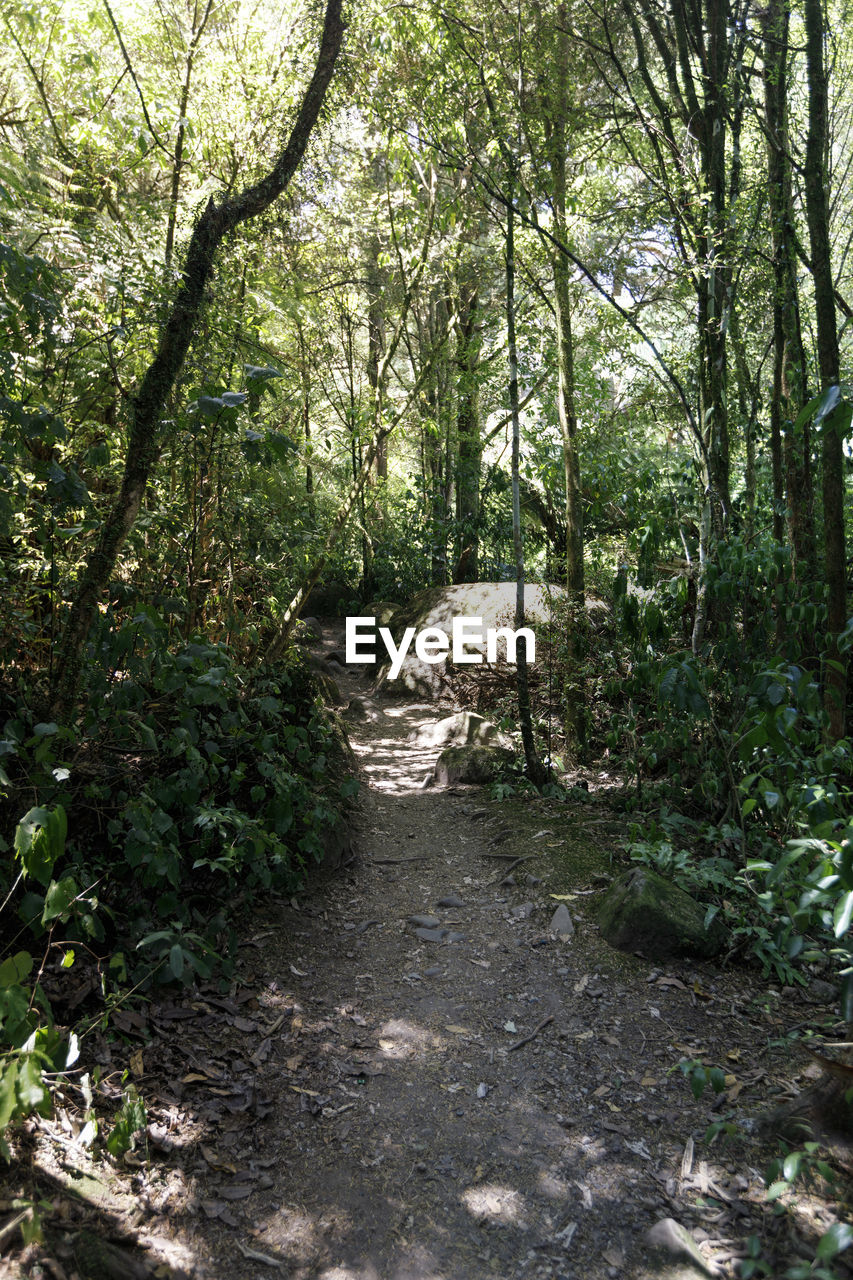 Footpath amidst trees in forest