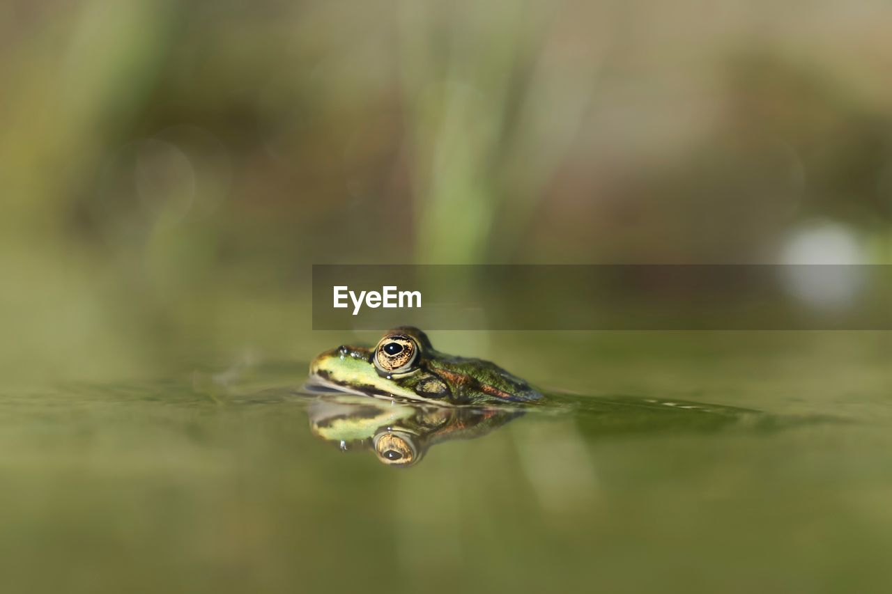 Close-up of frog swimming in water