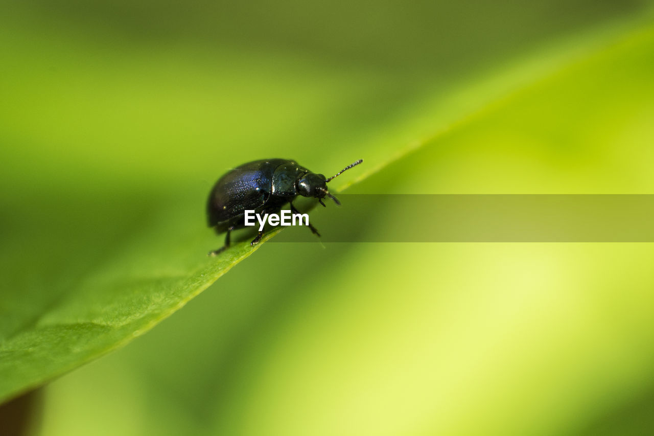 Close-up of beetle on leaf