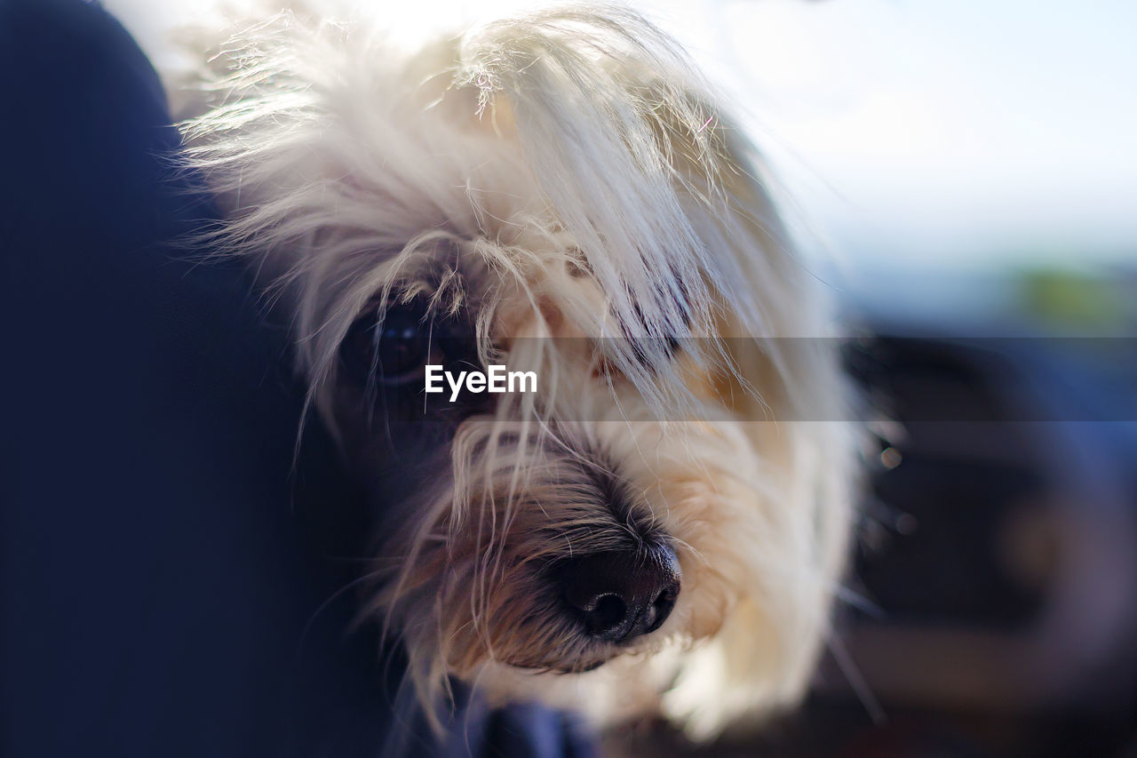 CLOSE-UP OF A DOG WITH EYES