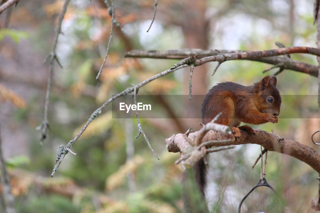 Squirrel on branch