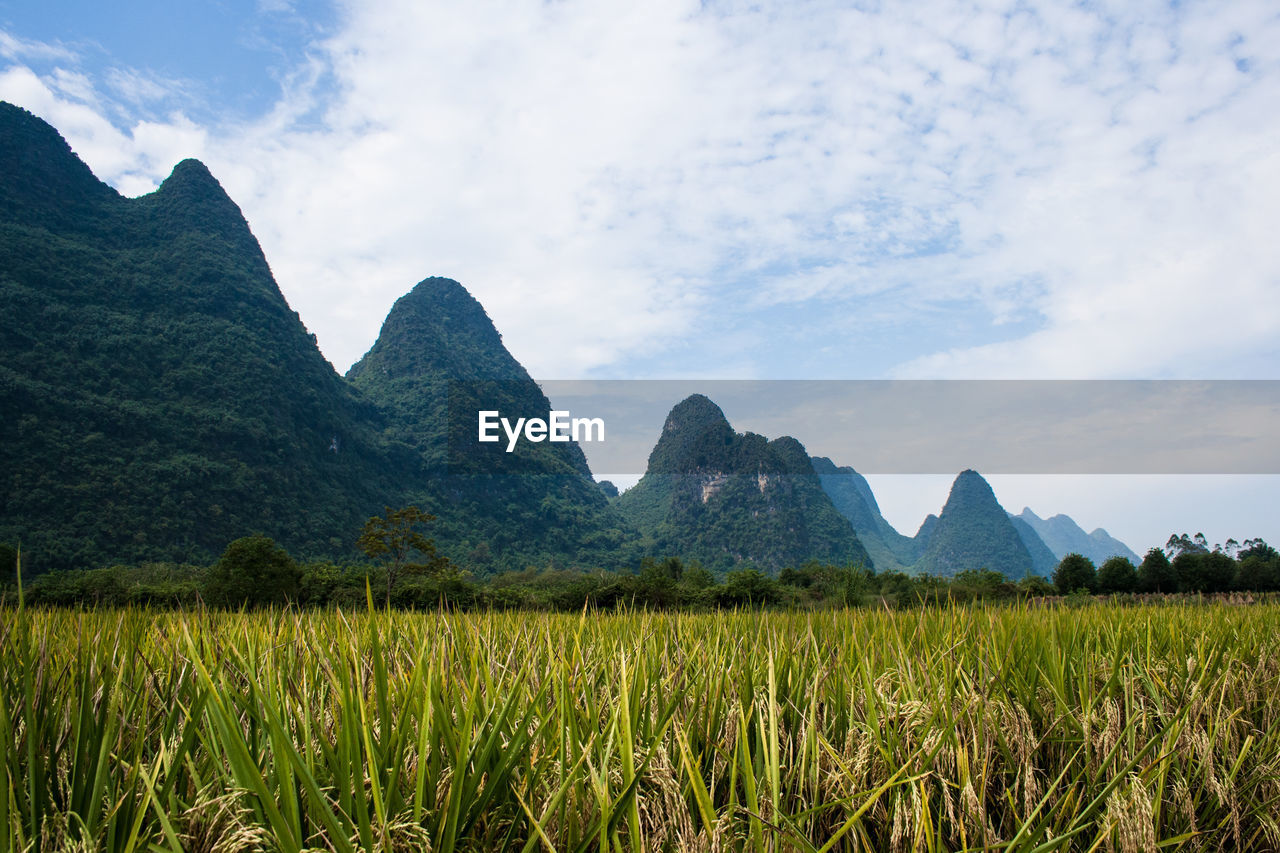 Rice fields in china in the province of yangshuo city.