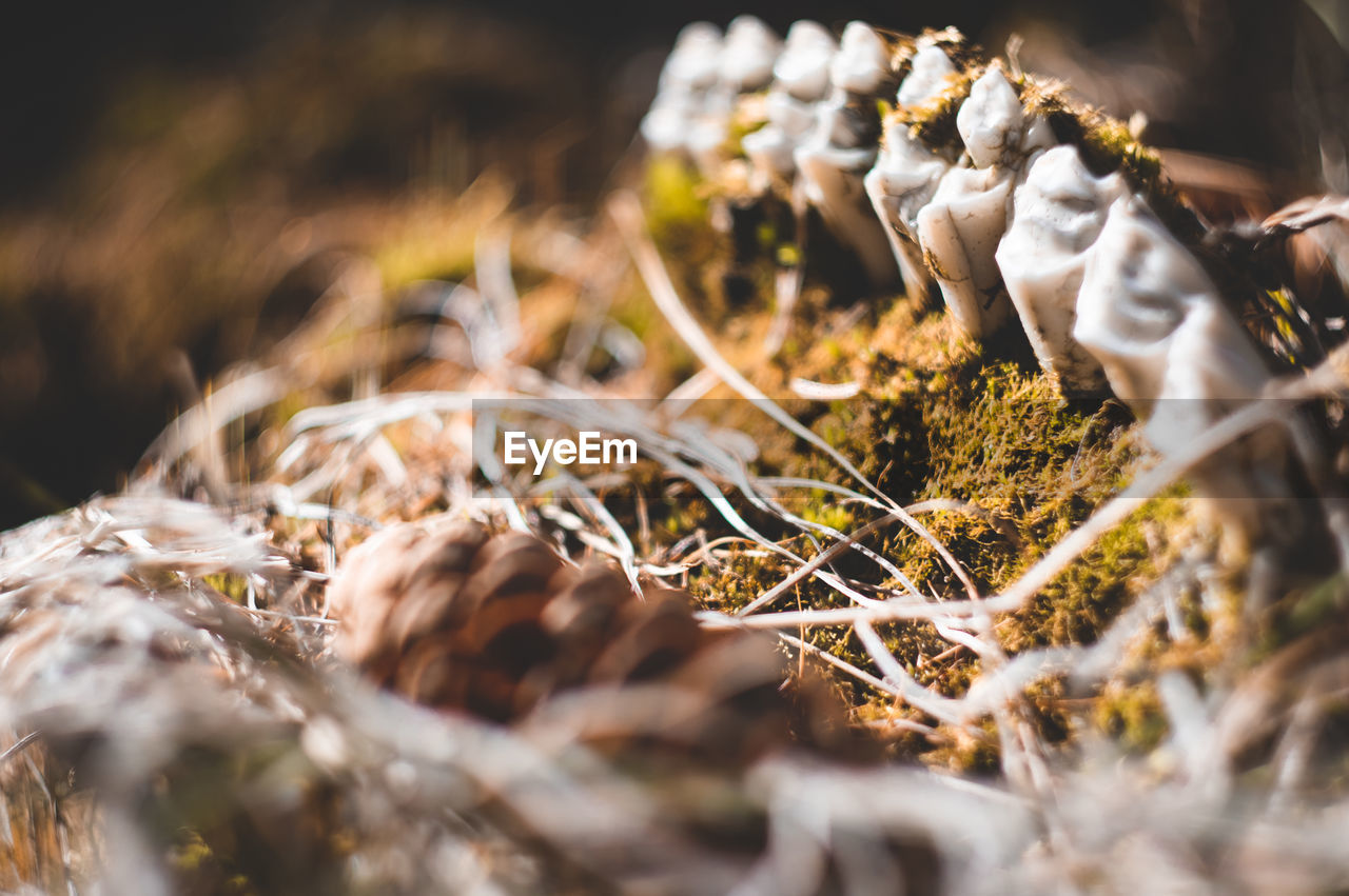 Bones and teeth of domestic animal in forest