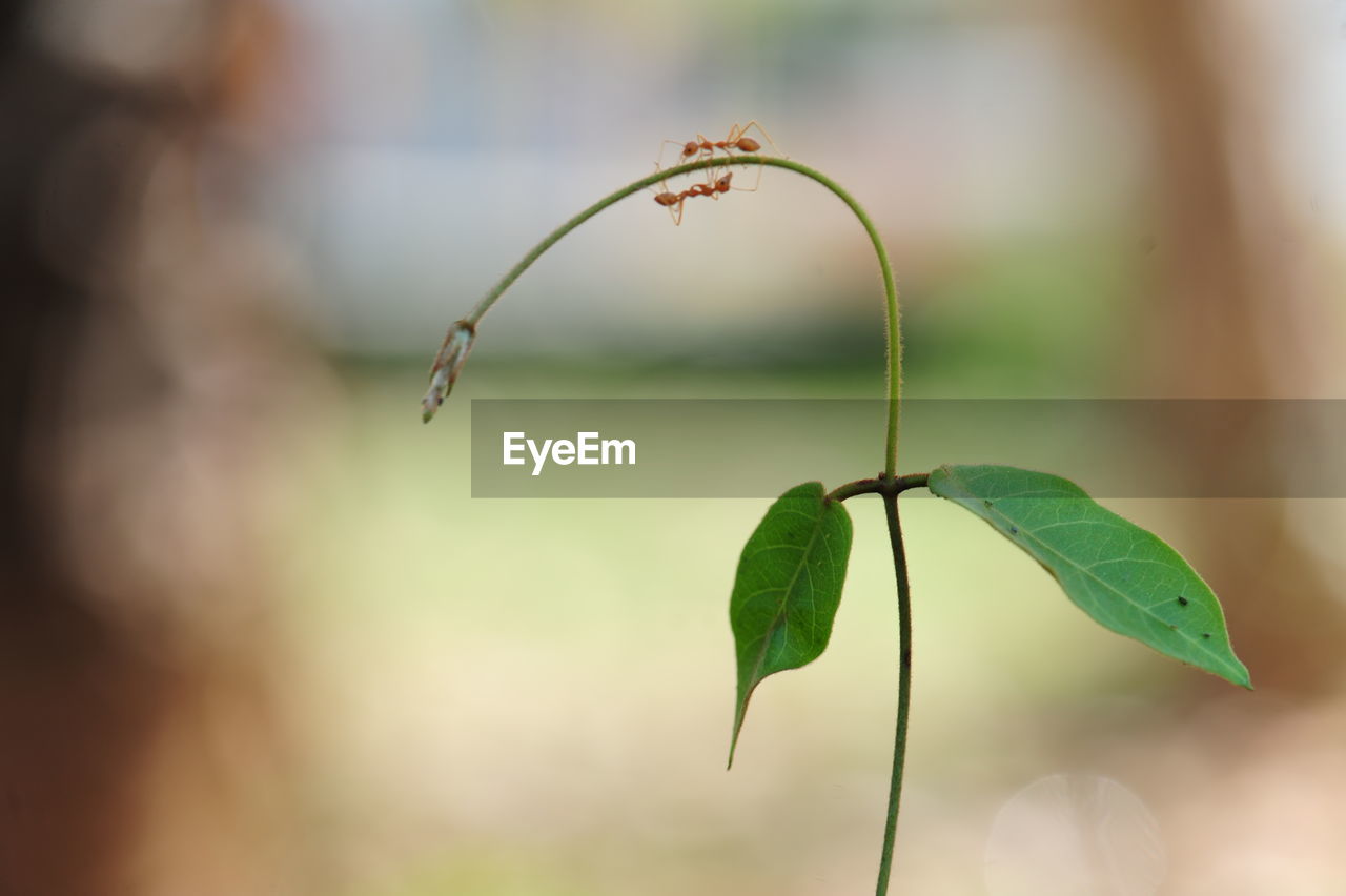 CLOSE-UP OF GREEN PLANT