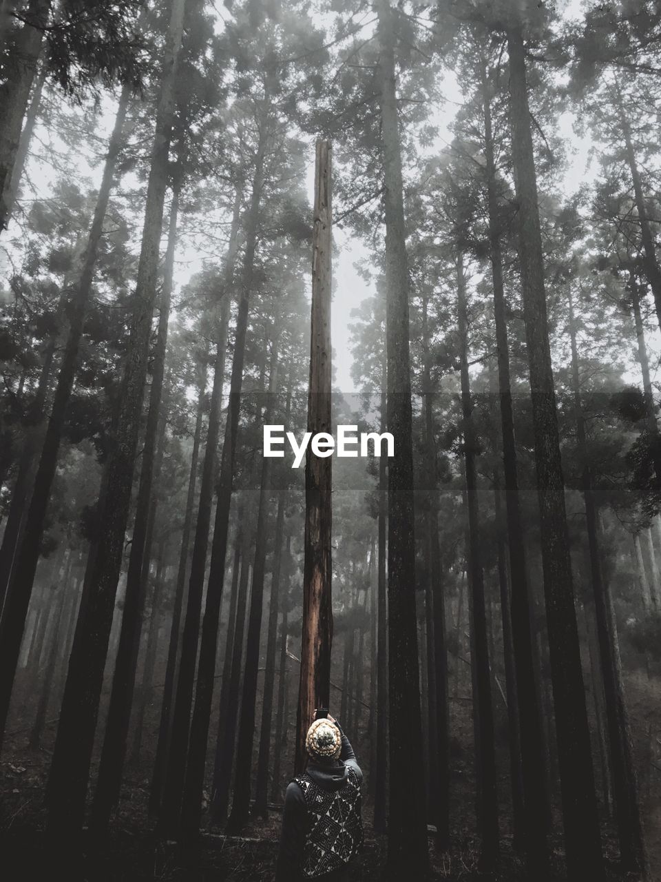 Rear view of man standing against trees in forest during foggy weather