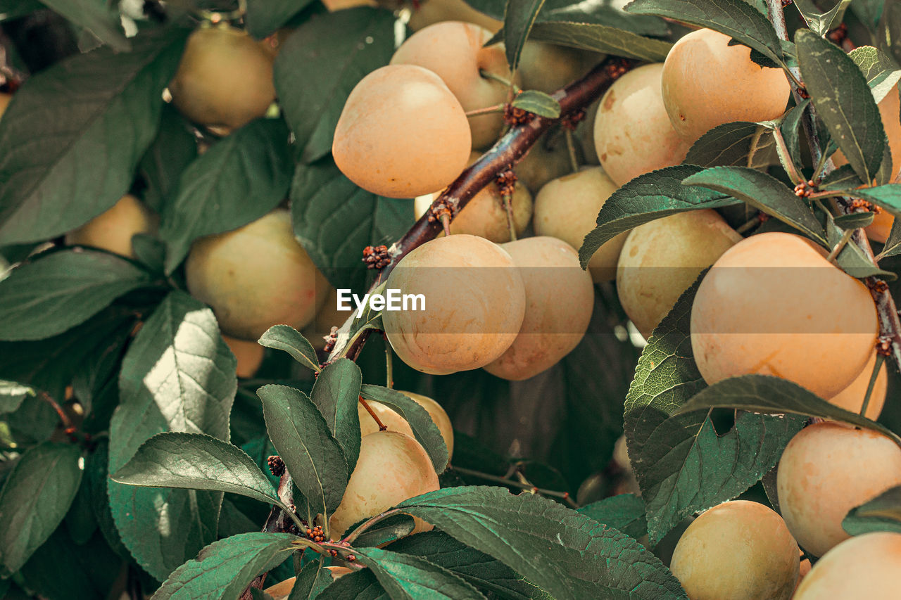 Close-up of fruits growing on tree