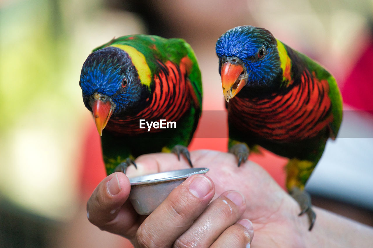 Cropped image of hands feeding rainbow lorikeets