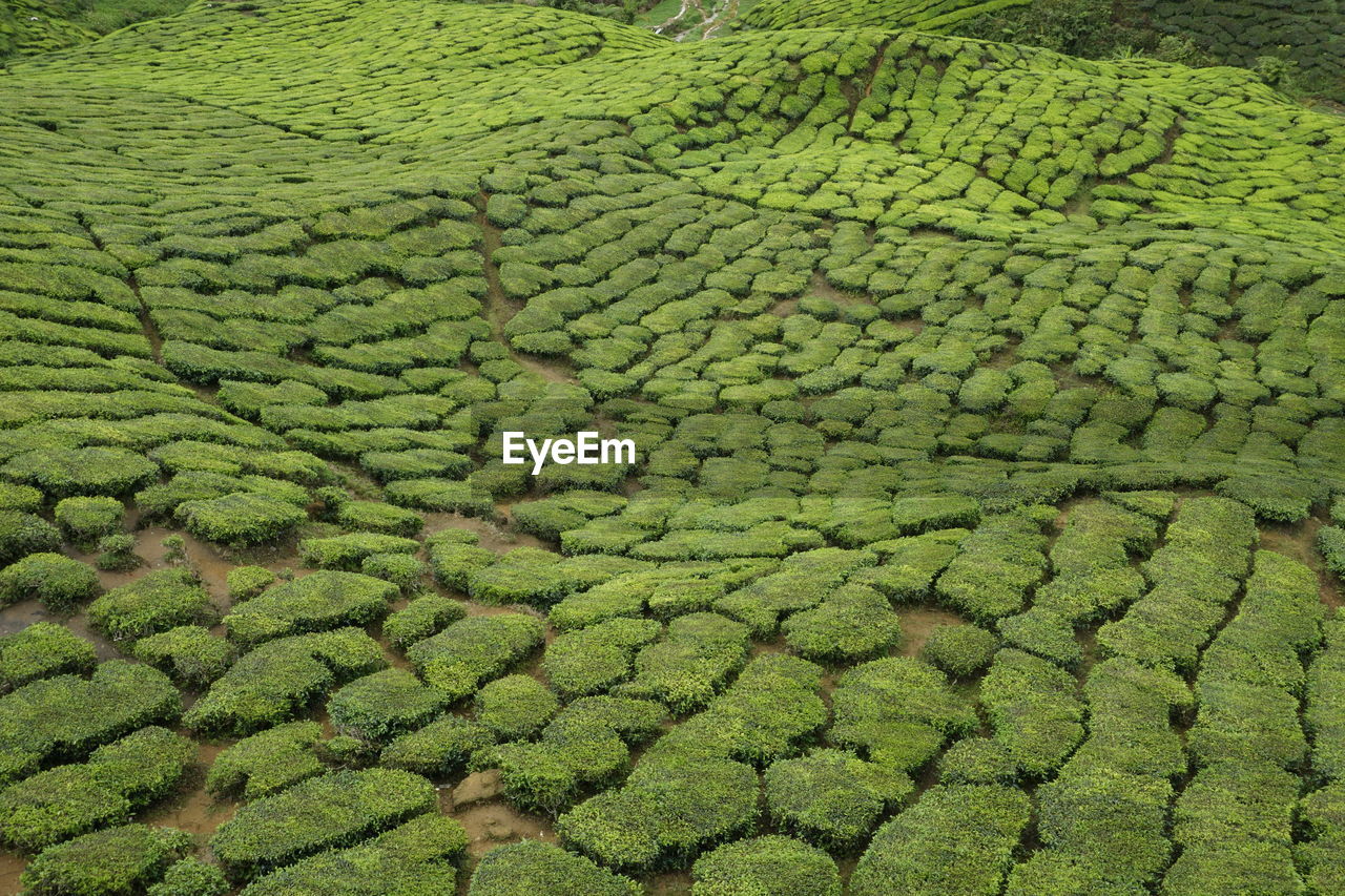 The patterns of tea plantations at cameron highlands
