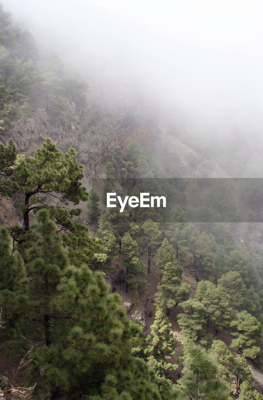 HIGH ANGLE VIEW OF TREES AND MOUNTAINS DURING FOGGY WEATHER