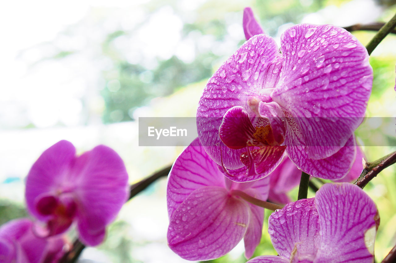 CLOSE-UP OF PINK FLOWER BLOOMING OUTDOORS