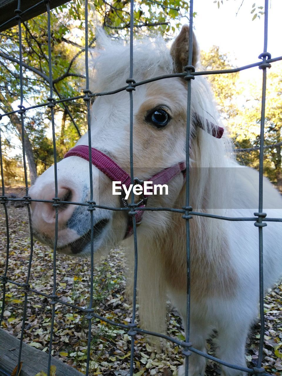 CLOSE-UP OF HORSE IN CAGE FENCE