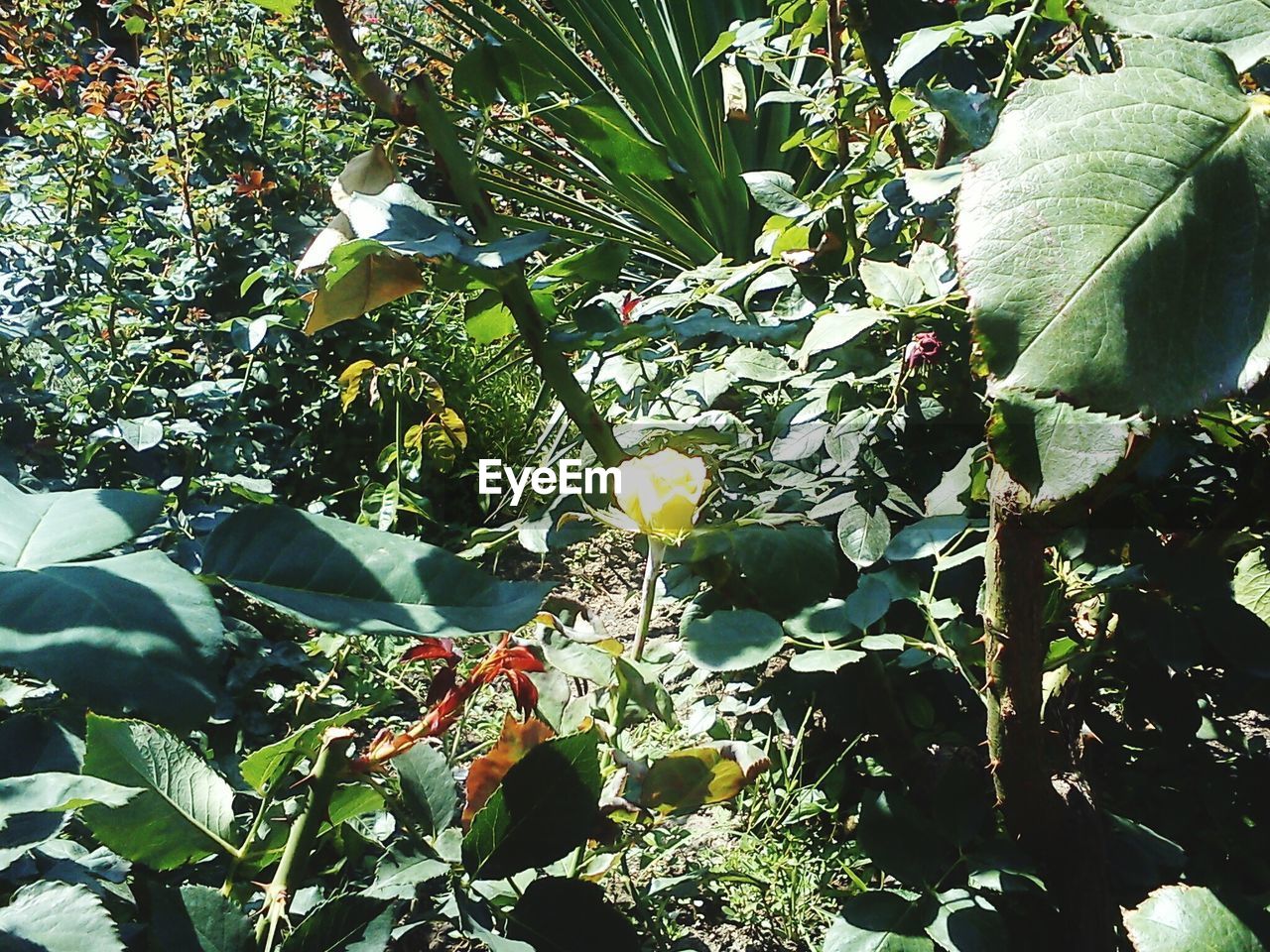 LOW ANGLE VIEW OF PLANTS