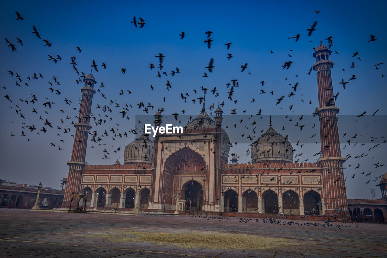 FLOCK OF BIRDS FLYING OVER THE TOWN