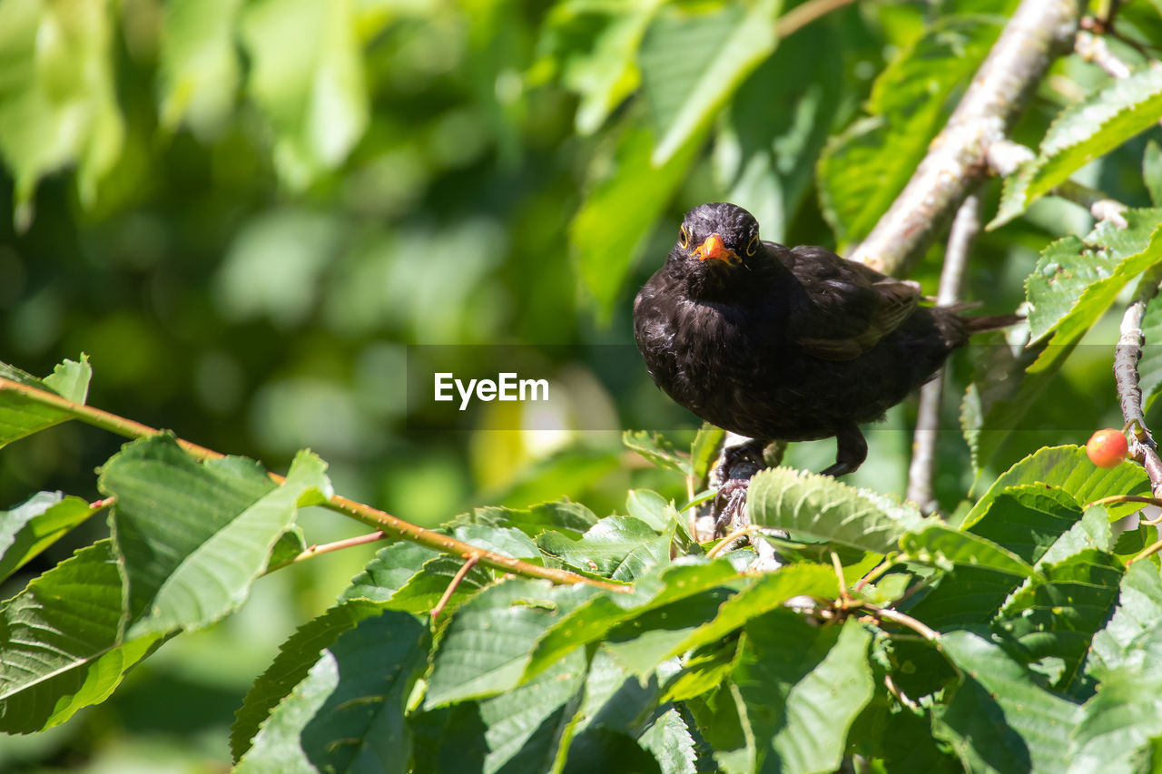 Blackbird looks around for food enemies