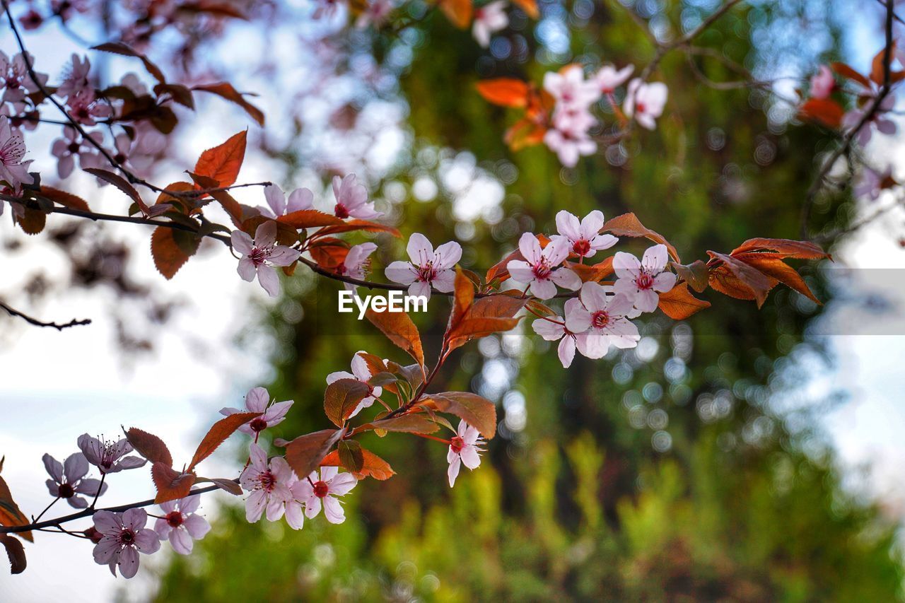 LOW ANGLE VIEW OF FLOWERING TREE