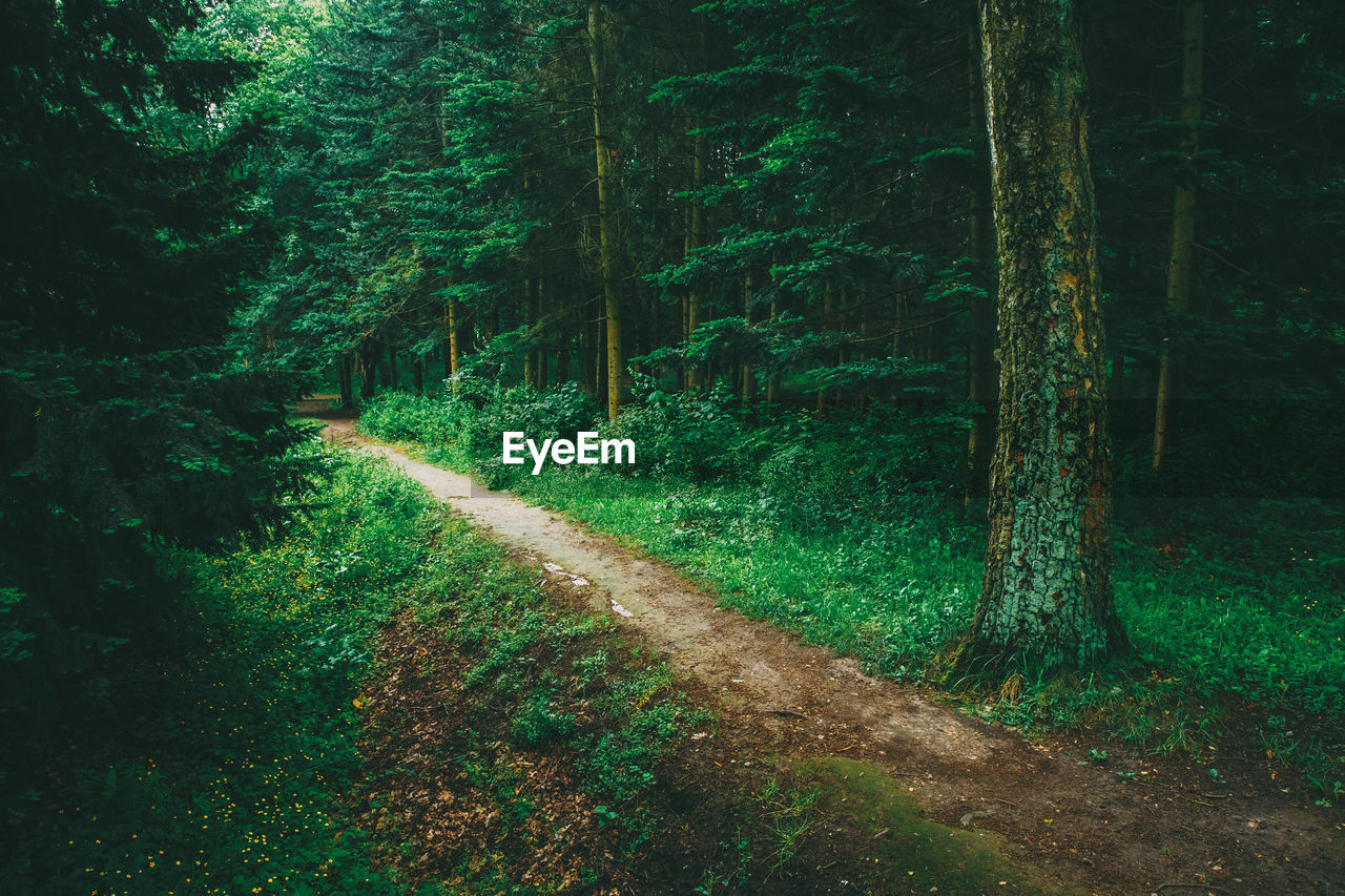 Road amidst trees in forest