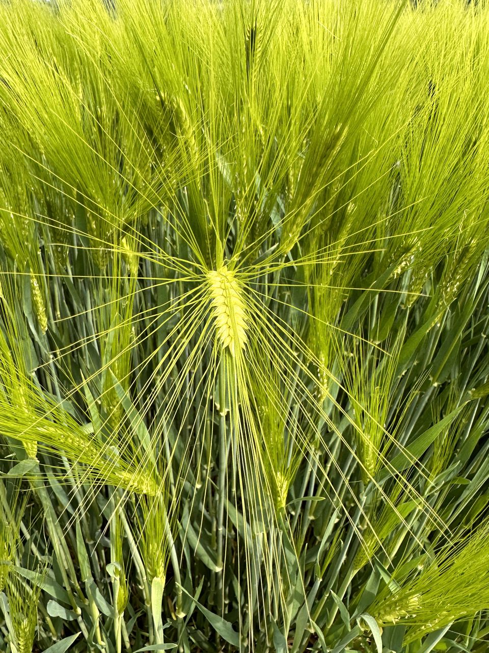 Green wheat 