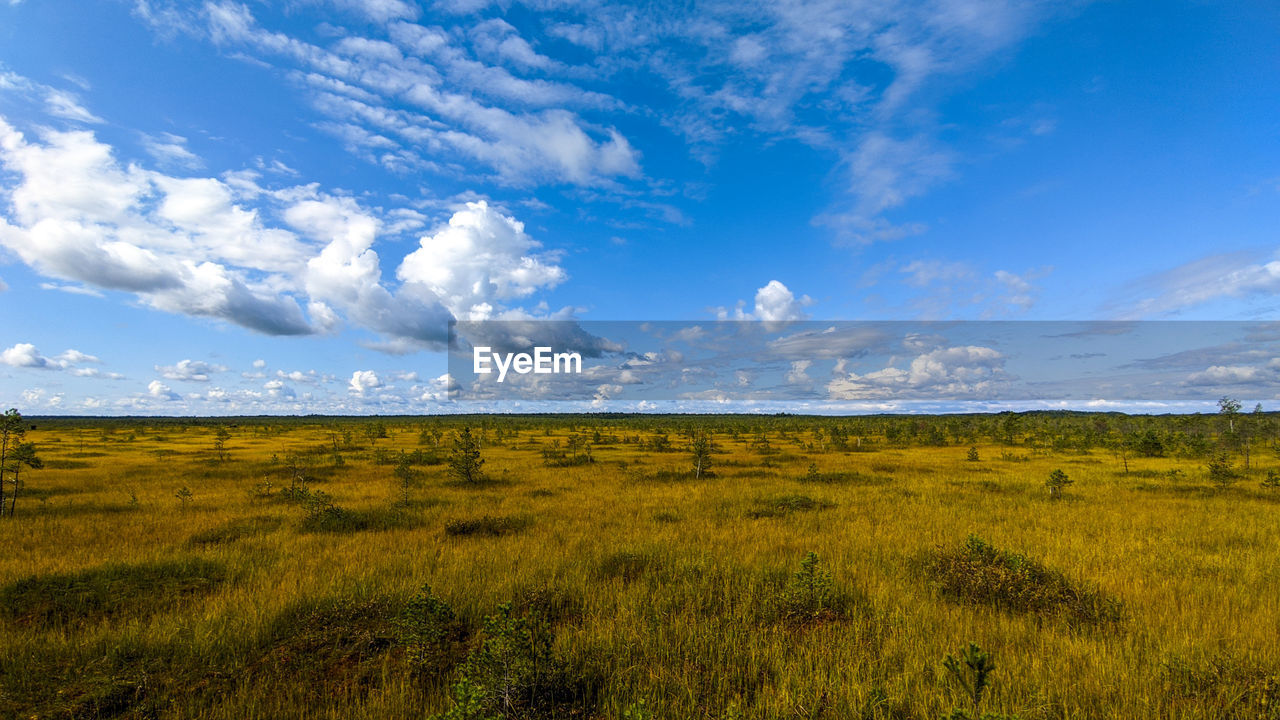 horizon, sky, environment, grassland, landscape, plain, prairie, cloud, natural environment, nature, plant, grass, scenics - nature, land, steppe, beauty in nature, field, meadow, no people, blue, hill, tranquility, savanna, plateau, wilderness, rural area, horizon over land, rural scene, tranquil scene, non-urban scene, outdoors, morning, green, travel destinations, pasture, day, travel, sunlight, summer, agriculture, urban skyline, tourism, yellow, cloudscape, wetland, semi-arid, tree, environmental conservation