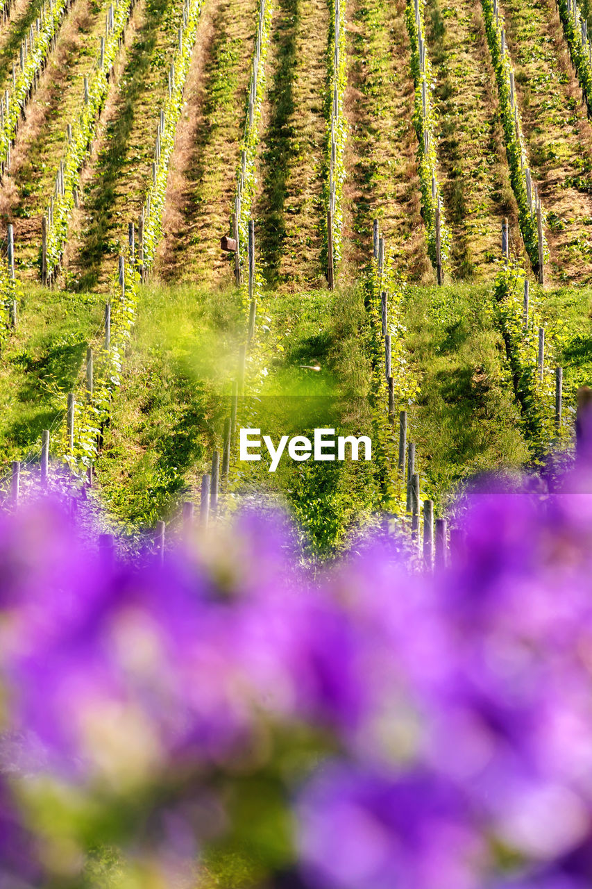 plant, growth, beauty in nature, flower, nature, land, no people, landscape, agriculture, field, environment, tranquility, scenics - nature, purple, rural scene, green, freshness, day, tree, outdoors, tranquil scene, flowering plant, selective focus, leaf, farm