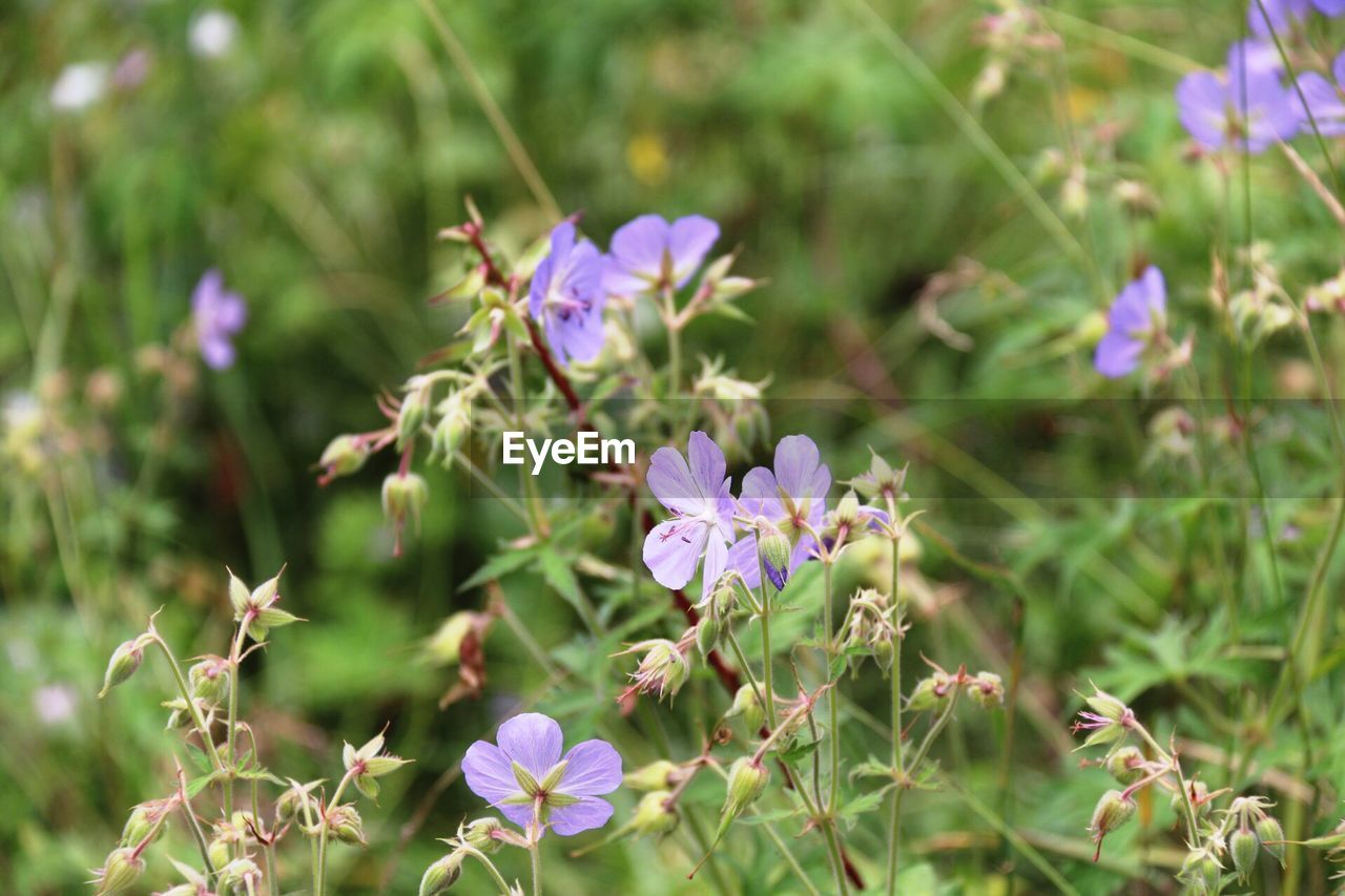 Violet wild flowers