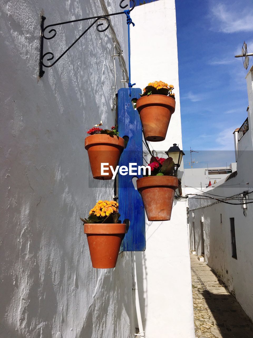 Low angle view of potted plants on wall during sunny day
