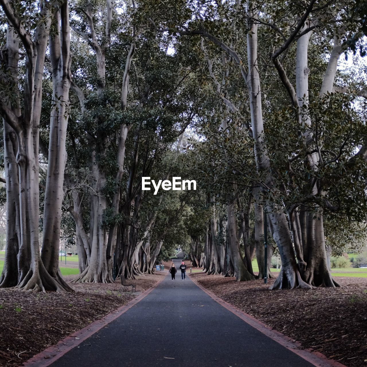 Treelined amidst road with men and woman jogging on road