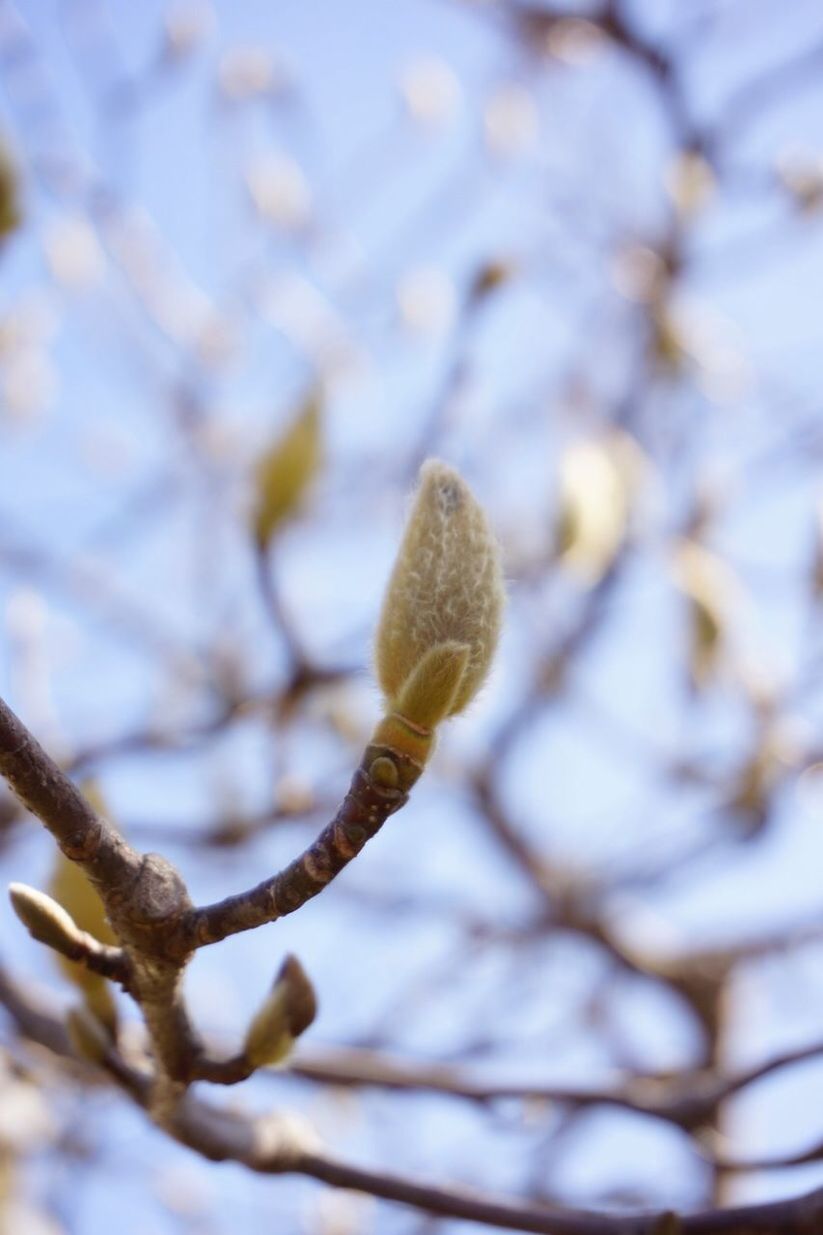 CLOSE-UP OF WHITE FLOWERS