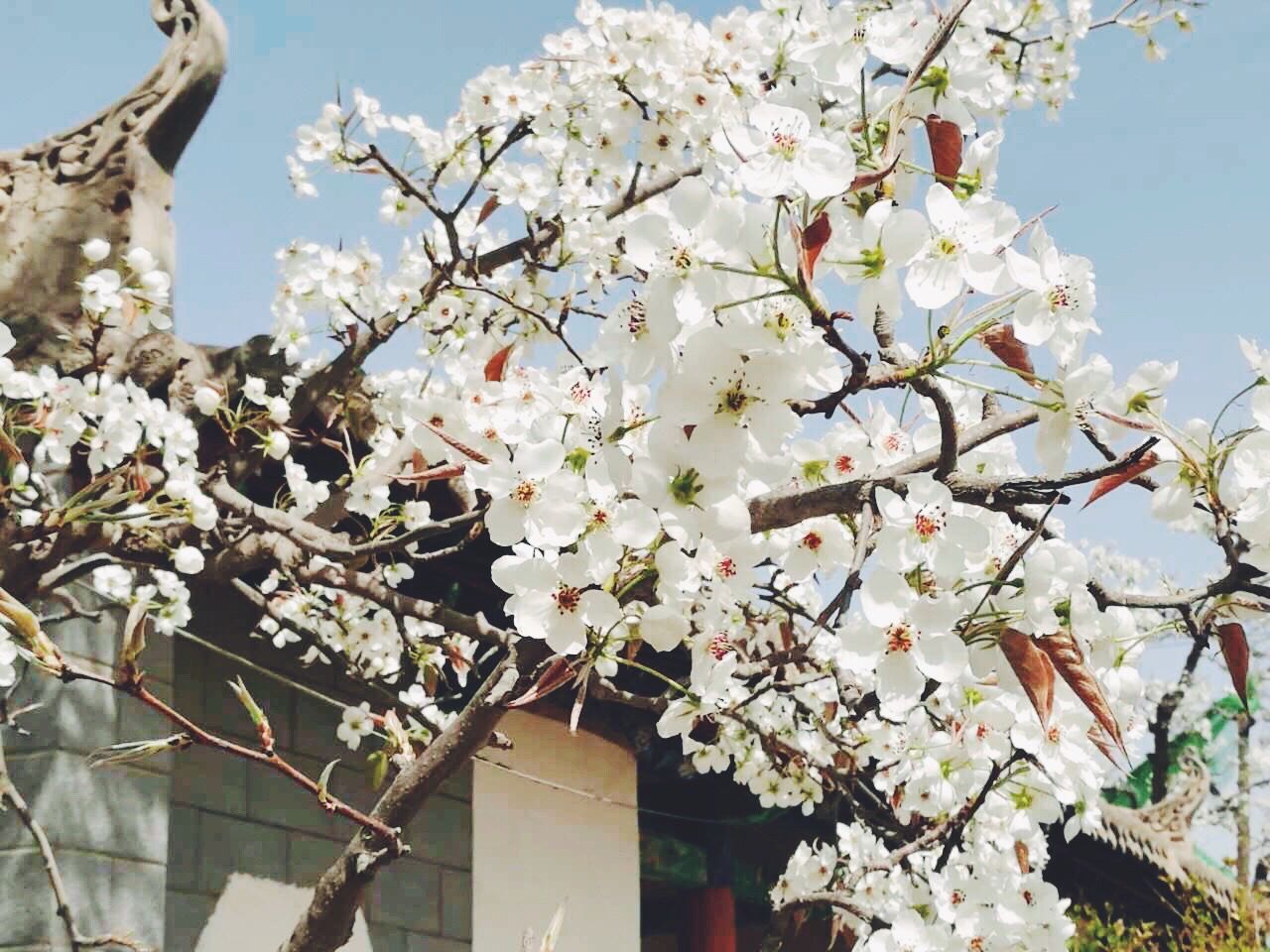 LOW ANGLE VIEW OF BLOSSOMS ON TREE