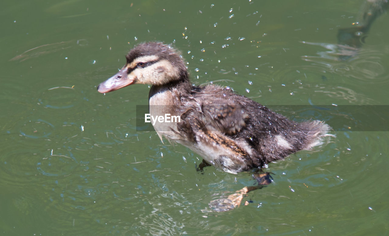 High angle view of duck swimming in lake