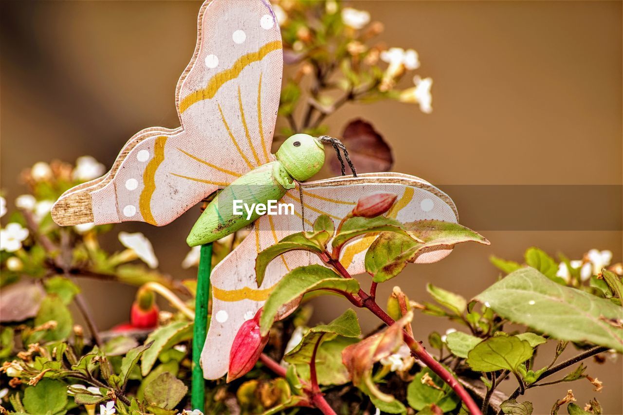 CLOSE-UP OF GRASSHOPPER ON PLANT