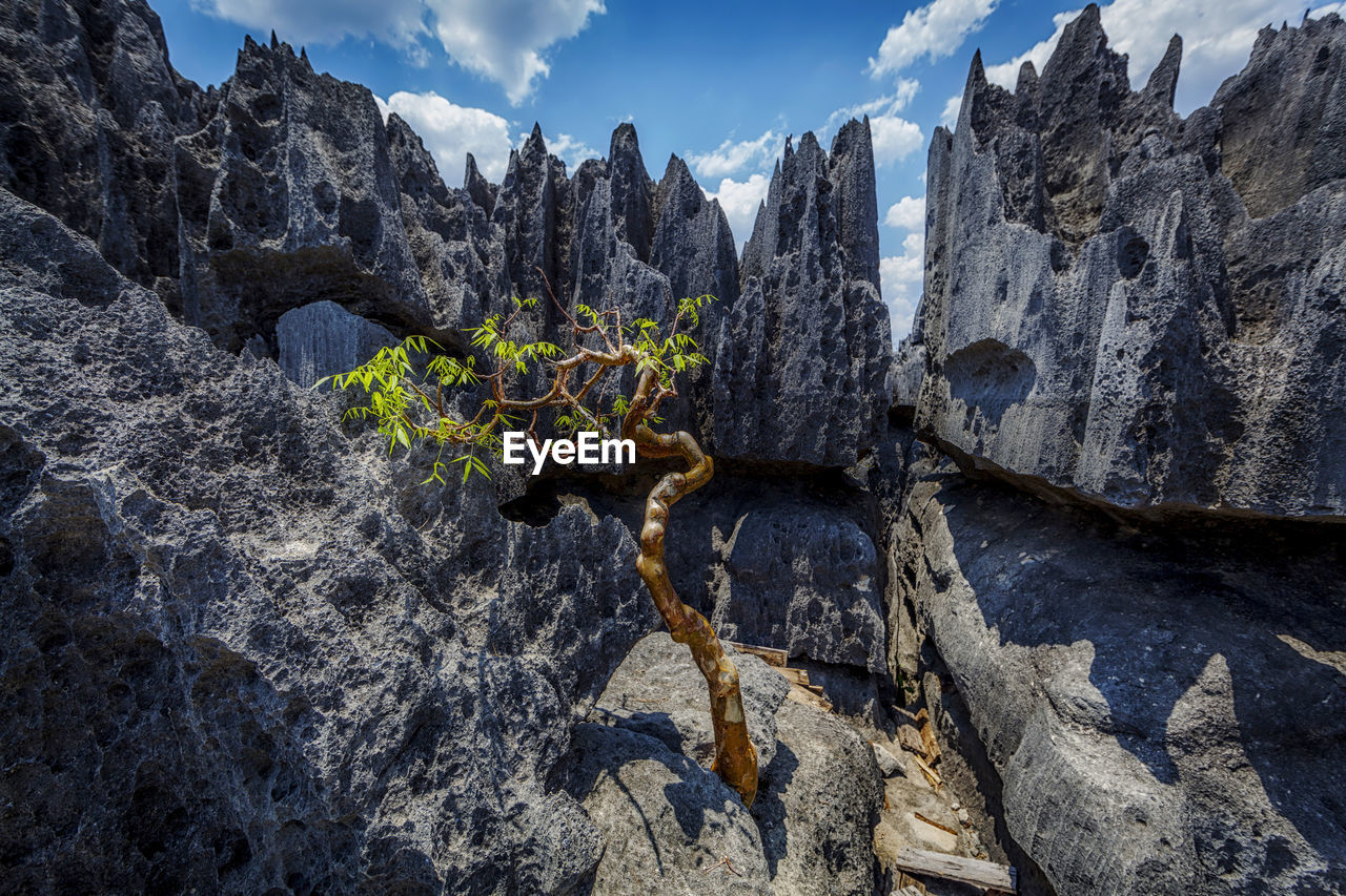 Plants growing on rocks against sky