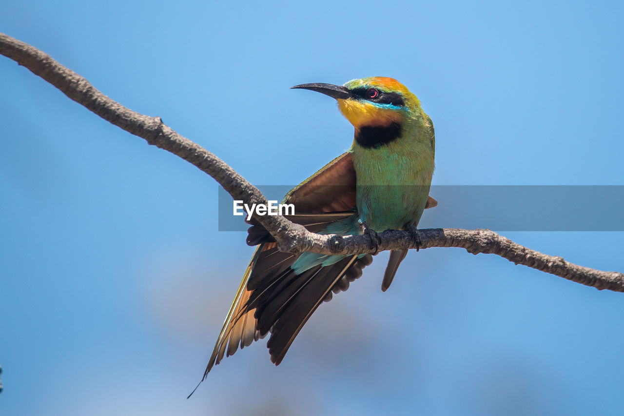 A rainbow bee-eater stretching it's wings