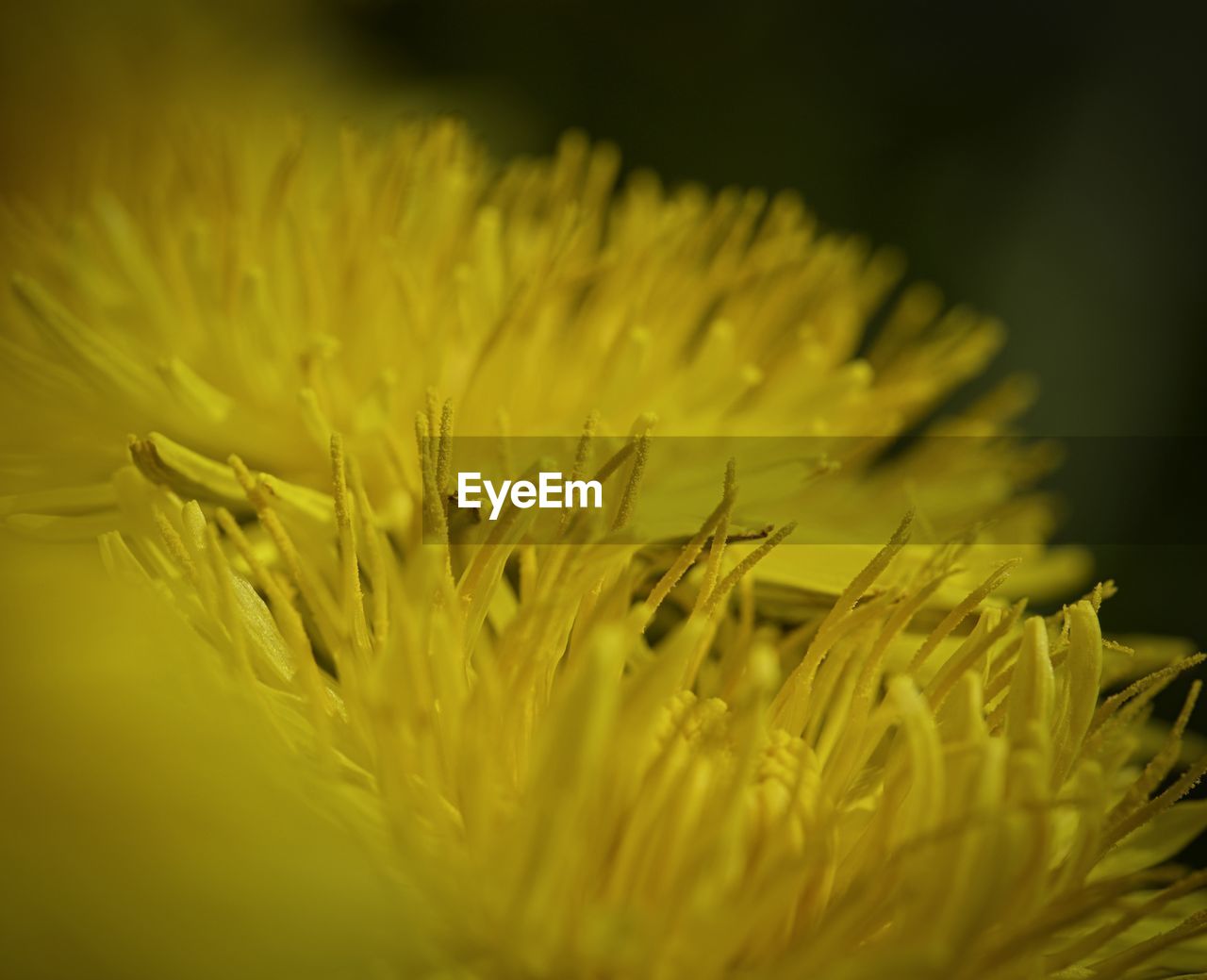 Close-up of yellow flowering plant