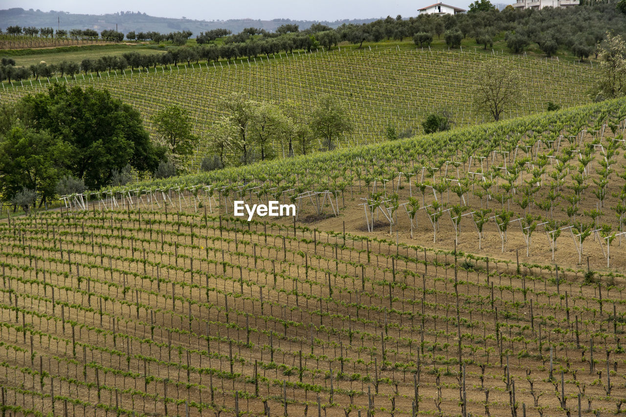 SCENIC VIEW OF VINEYARD AGAINST TREES