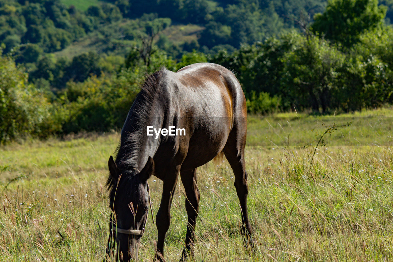 Horse grazing in a field