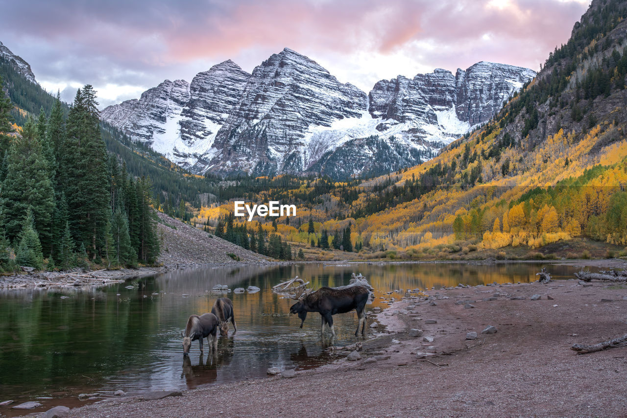 Maroon bells