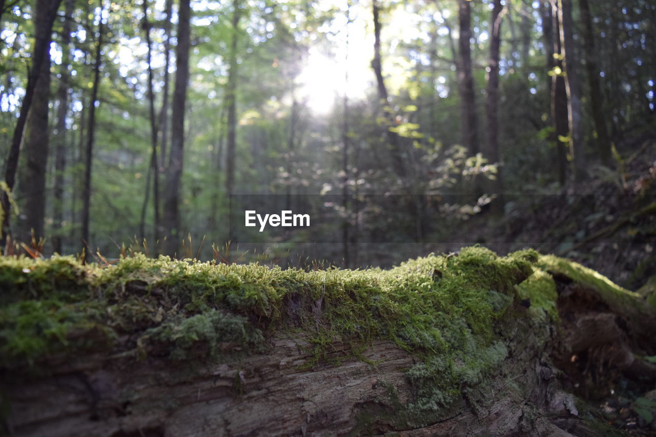 View of trees in the forest