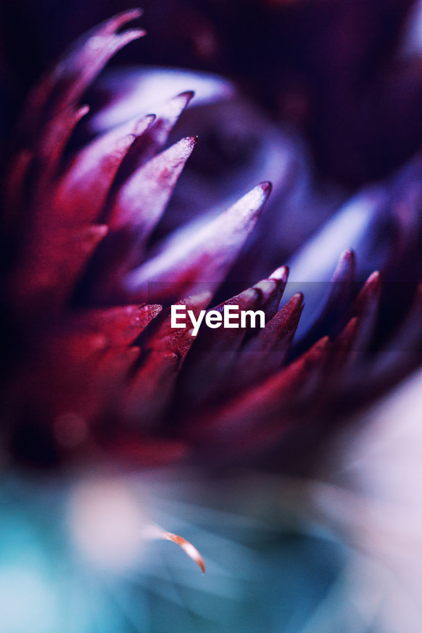 Close-up of a violet cactus flower