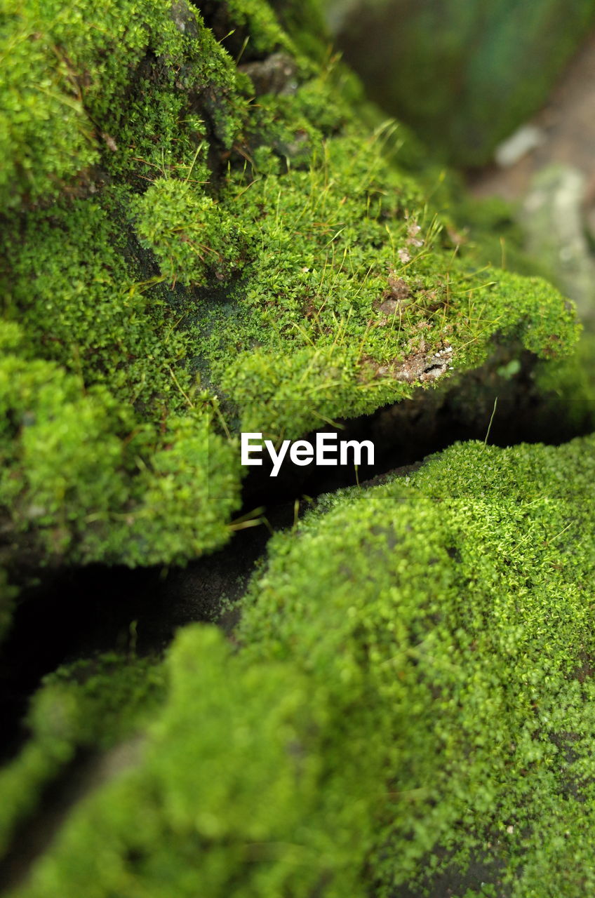 Close-up of moss growing on plant