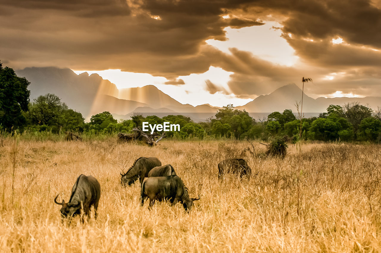 Wildebeest grazing on field against cloudy sky