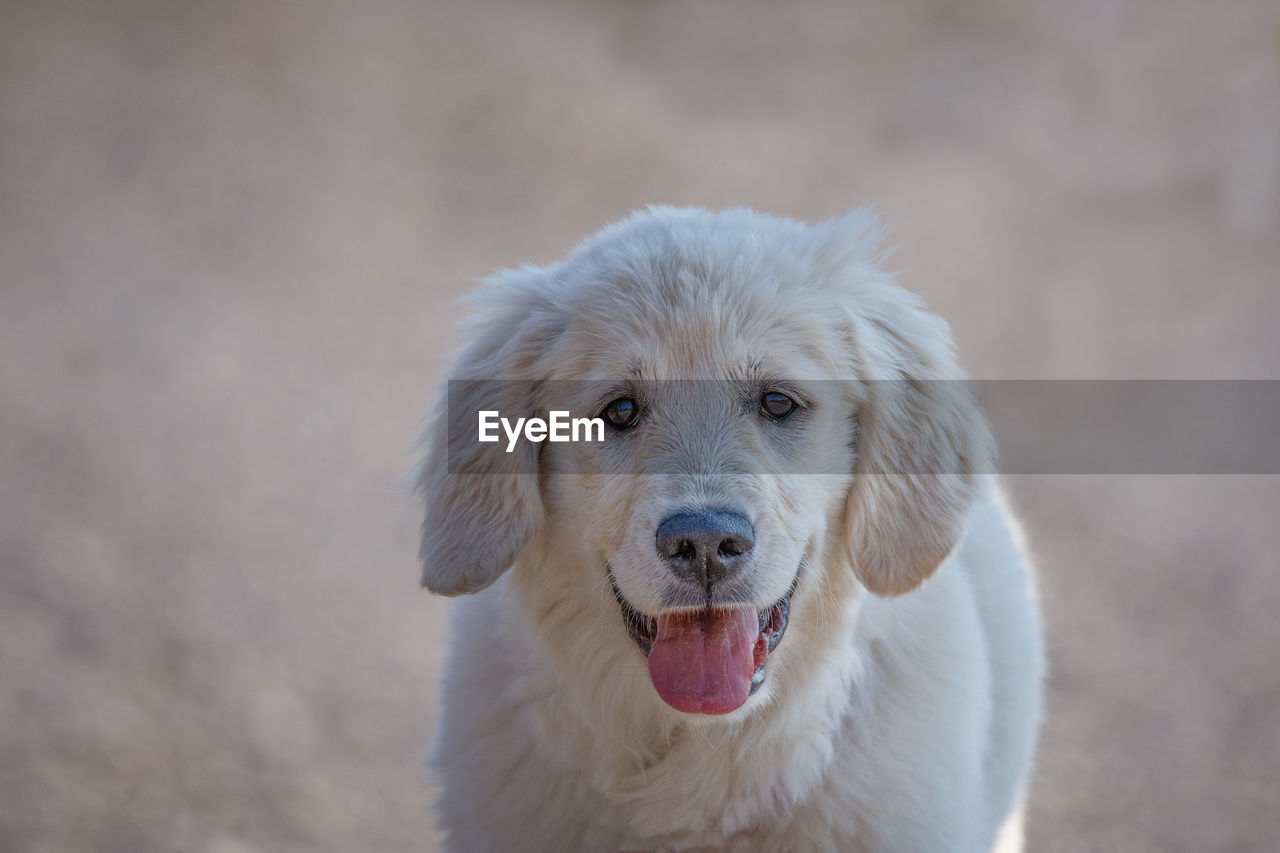 Young golden retriever breed dog with light fur stares into your eyes, image with a light background