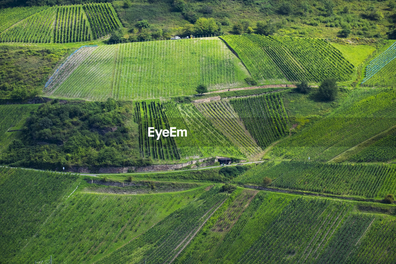 Vineyards on rhine river rhineland-palatinate germany europe