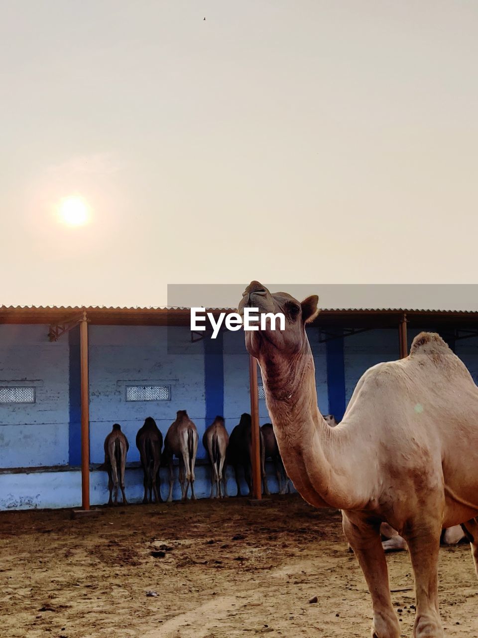 Horses in a desert