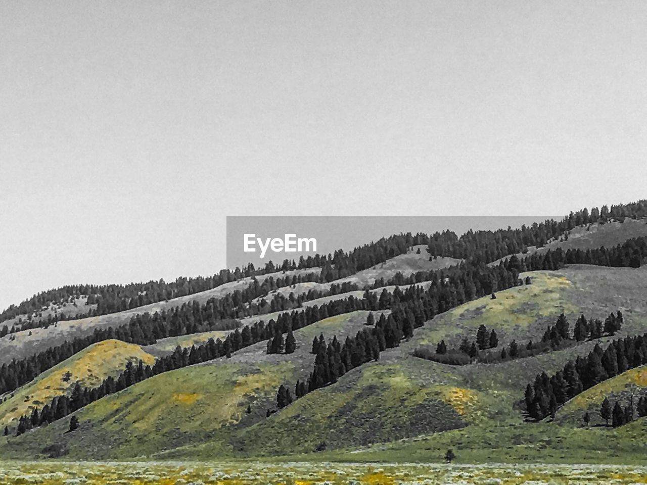 PANORAMIC SHOT OF AGRICULTURAL FIELD AGAINST CLEAR SKY