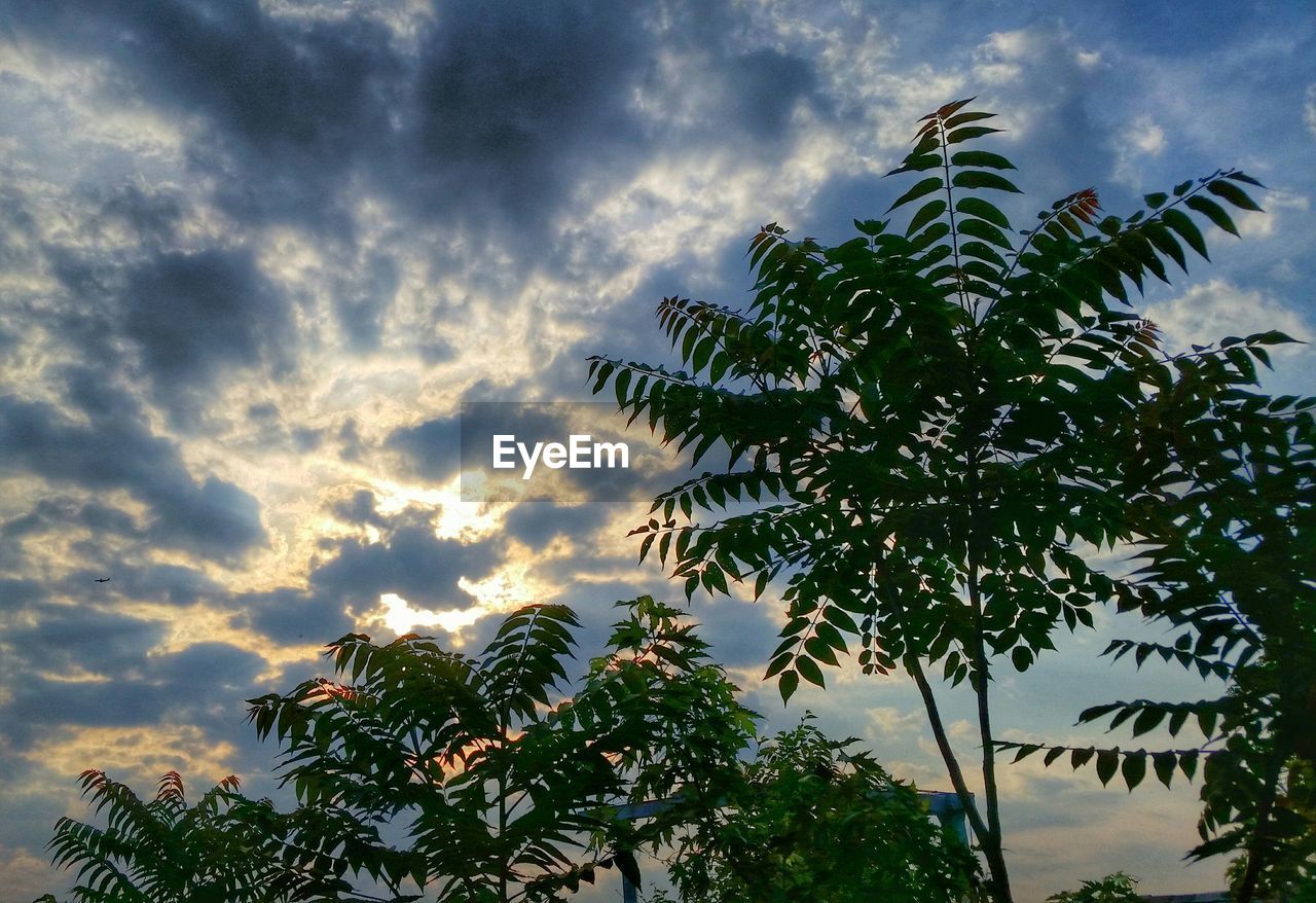 LOW ANGLE VIEW OF TREES AGAINST SKY