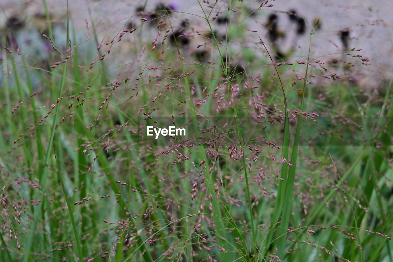 plant, prairie, growth, flower, grass, nature, beauty in nature, land, no people, green, wildflower, field, meadow, day, tranquility, flowering plant, grassland, outdoors, focus on foreground, freshness, herb, close-up